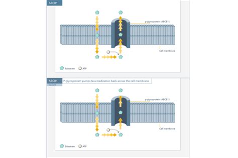 Human ABCB1 / ATP